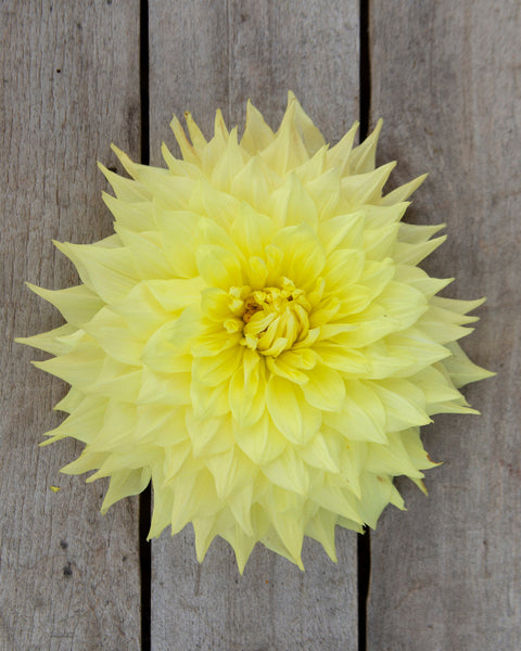 Wanda's Capella – The Dahlia House