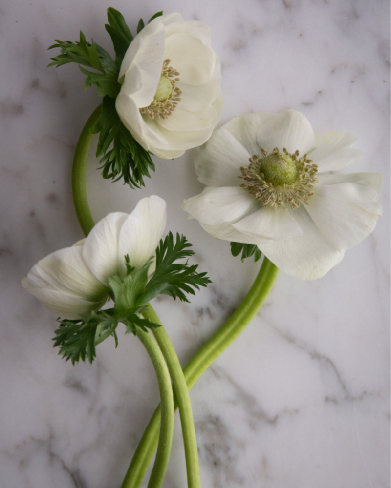 Several white Anemone Bianco flowers with a chartreuse center, displayed on a marble surface.