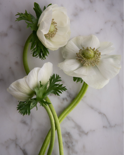 Several white Anemone Bianco flowers with a chartreuse center, displayed on a marble surface.