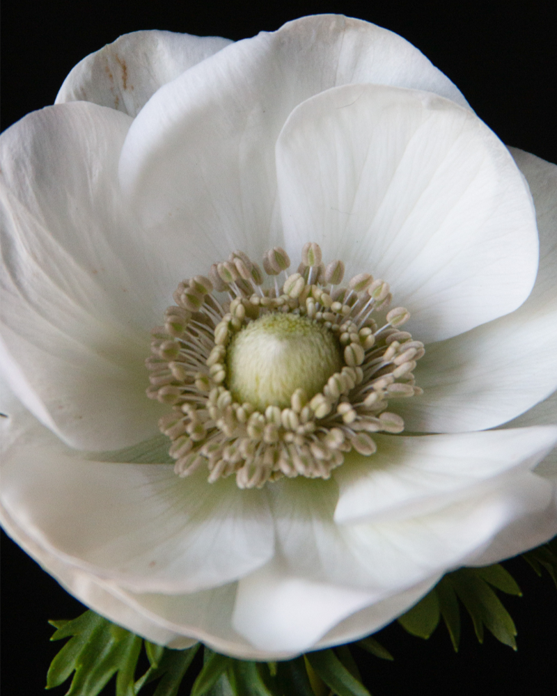 Macro close-up of Italian Anemone Bianco flower bloom against a black background
