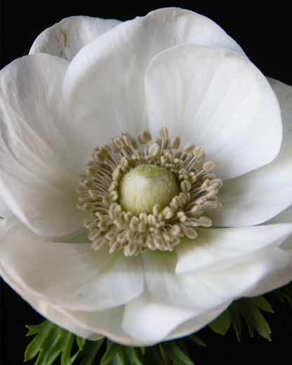 Macro close-up of Italian Anemone Bianco flower bloom against a black background