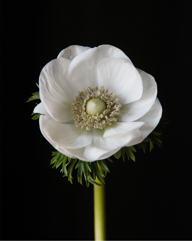 Close up of Italian anemone Bianco with a limey chartreuse center and stem.