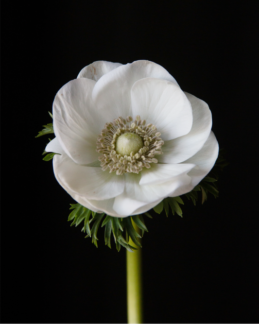 Close up of Italian anemone Bianco with a limey chartreuse center and stem.