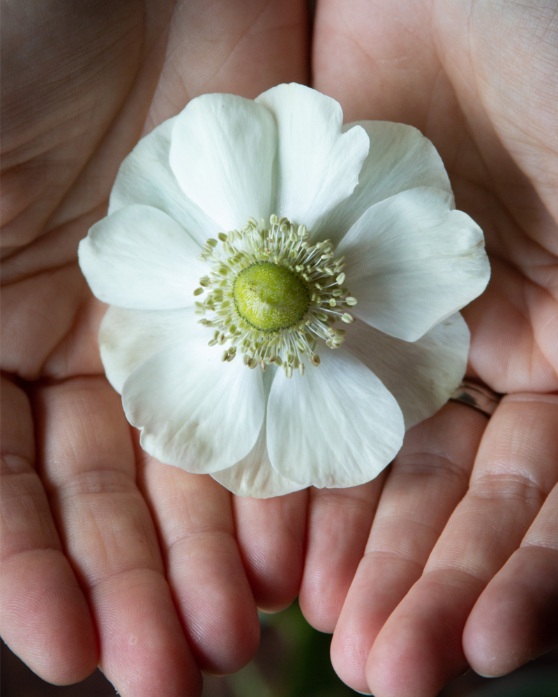 Hands cupping a single flower from an Italian anemone Bianco plant