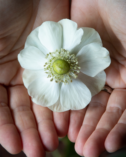 Hands cupping a single flower from an Italian anemone Bianco plant