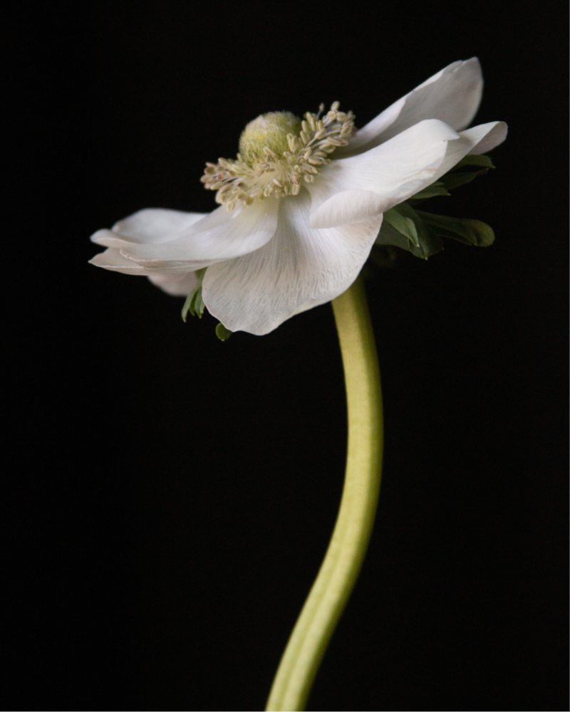 A side view of an Italian anemone Bianco flower