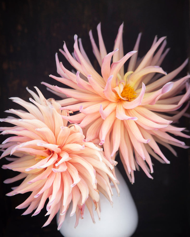 Wyn's Pinking of You (Cutting)