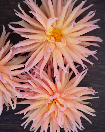 Wyn's Pinking of You (Cutting)
