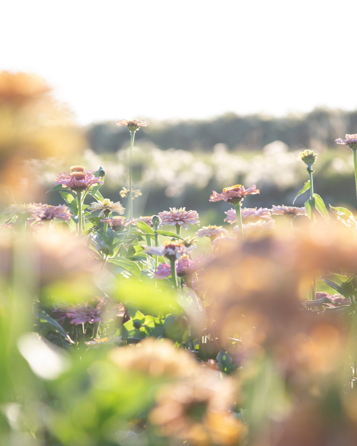 Flower Field Day: SUNDAY 1PM or 3:30PM
