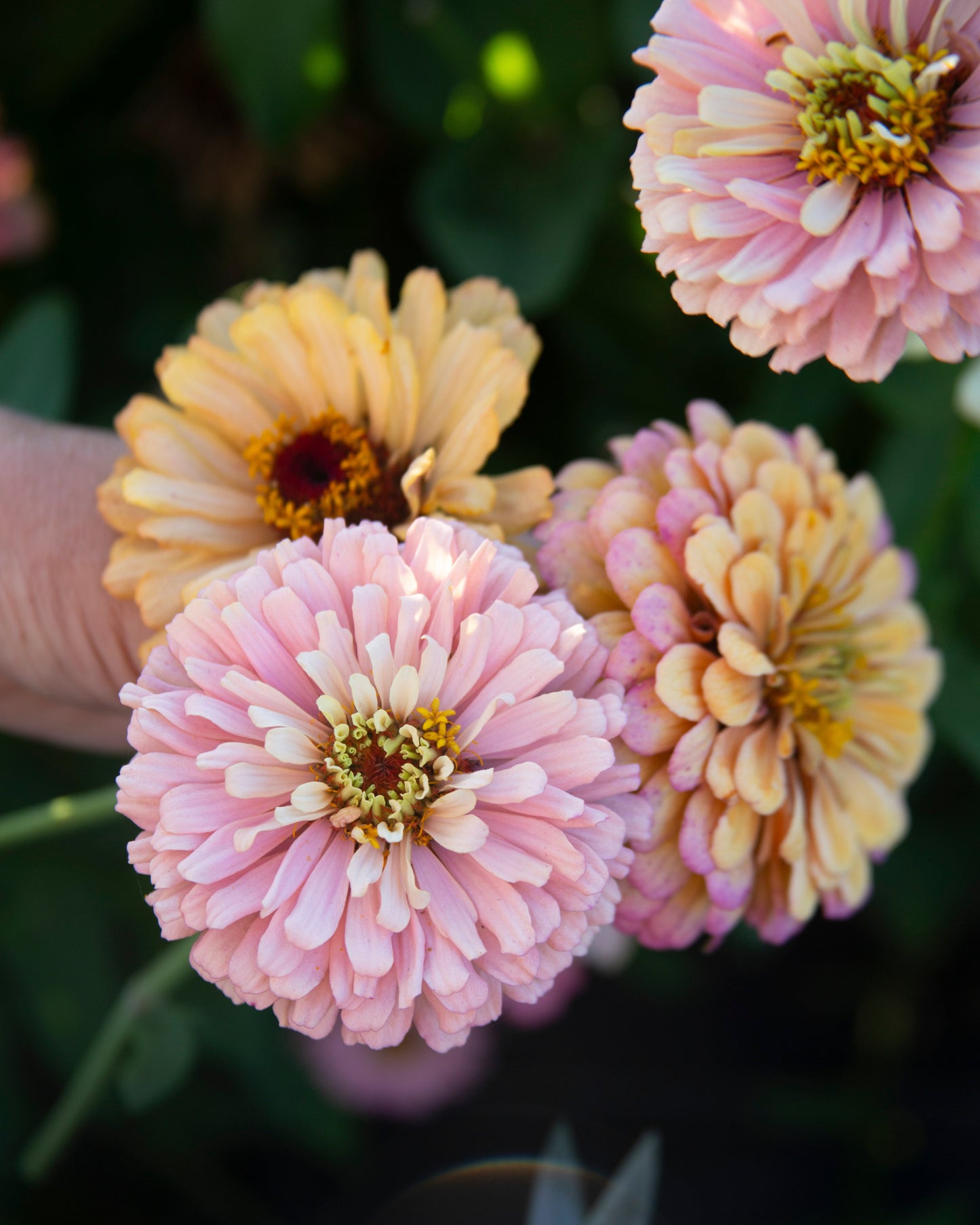 Pastel Zinnia Seeds