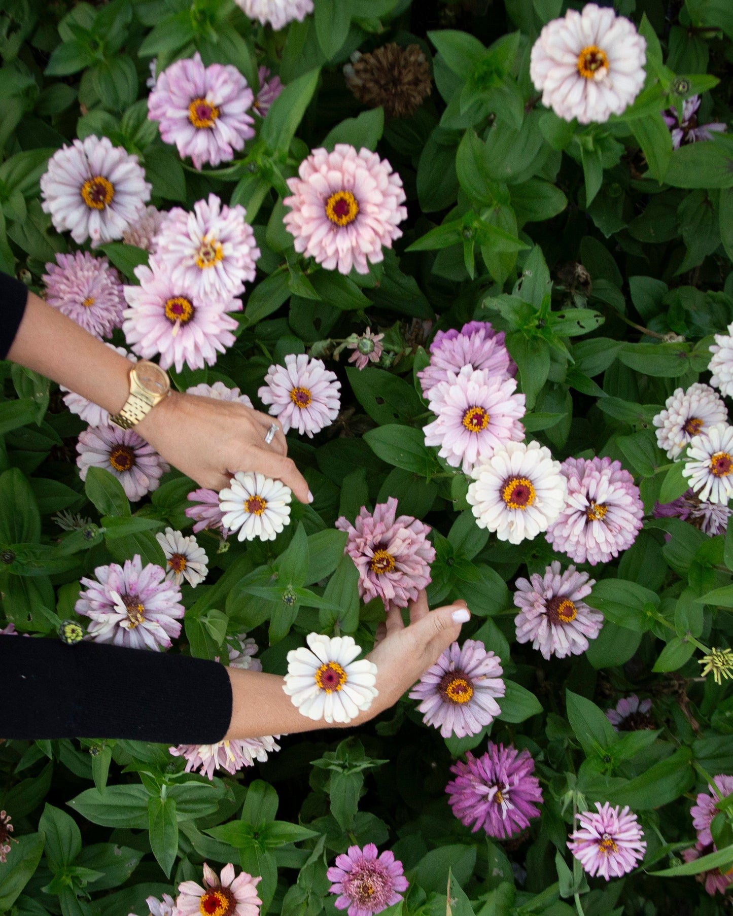 Pastel Zinnia Seeds