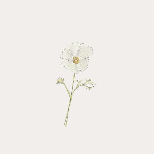 Cosmos Afternoon White