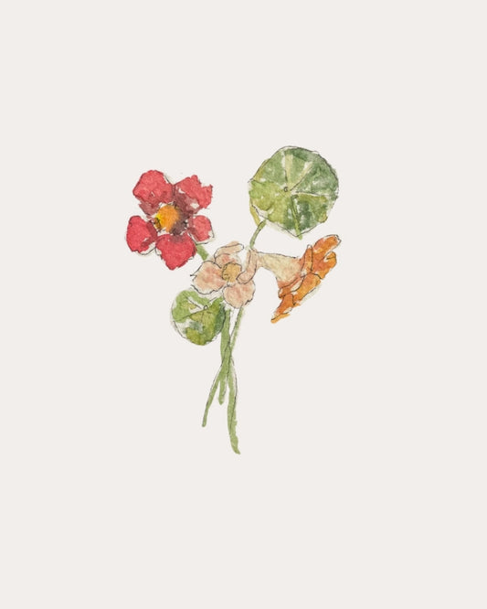 Nasturtium Alaska Mix