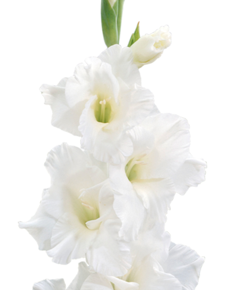 Gladiolus Amsterdam