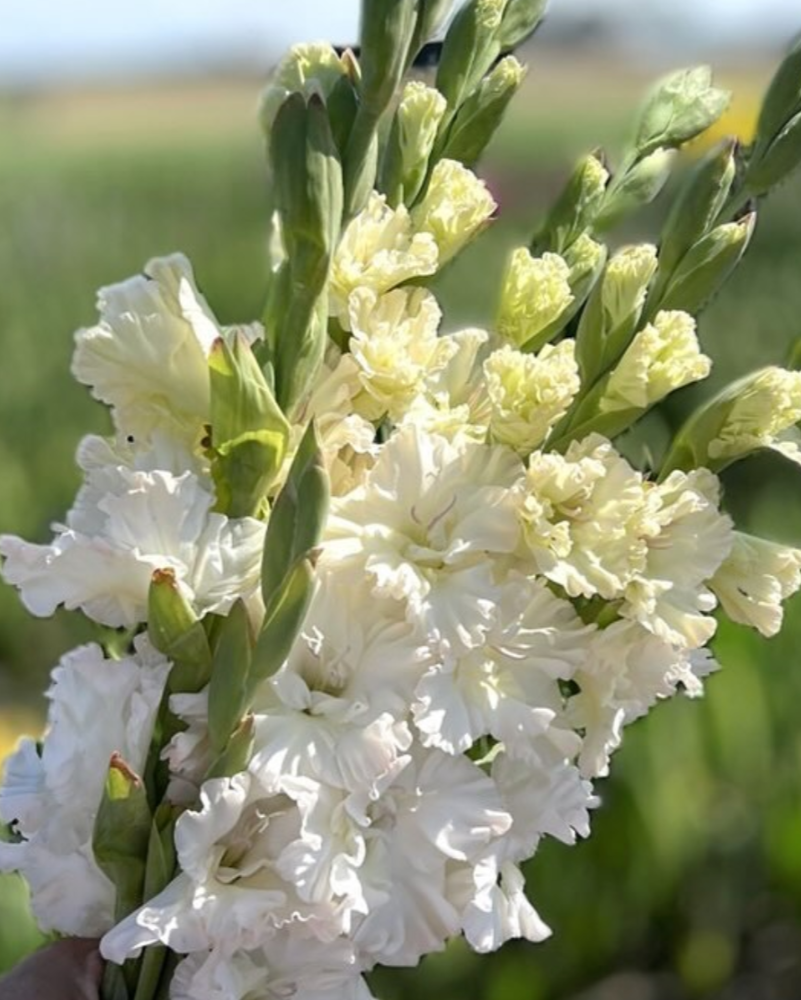 Gladiolus Amsterdam