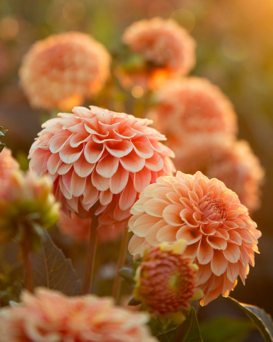 The Flower Field at Golden Hour: SUNDAY 6PM