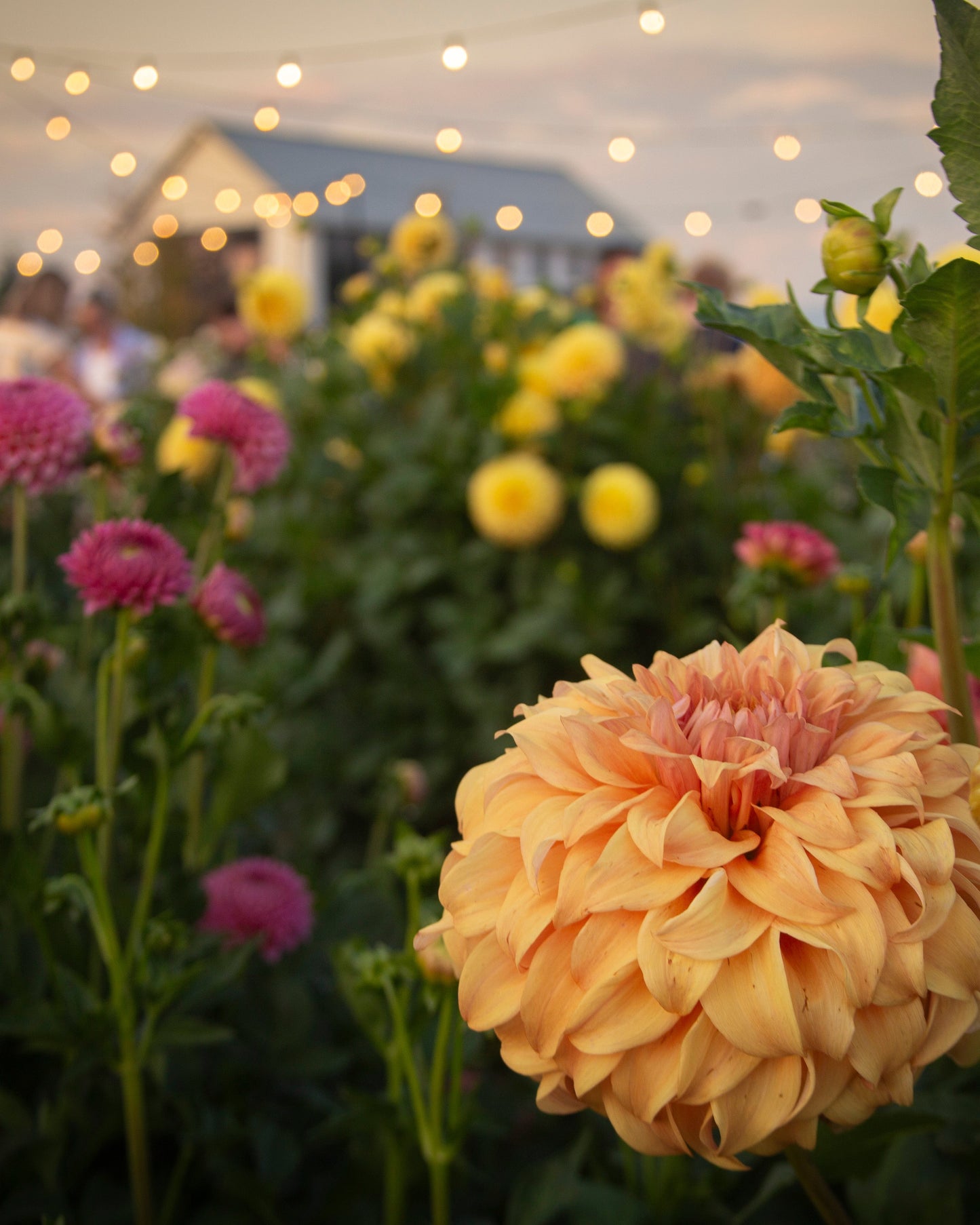The Flower Field at Golden Hour: SUNDAY 6PM