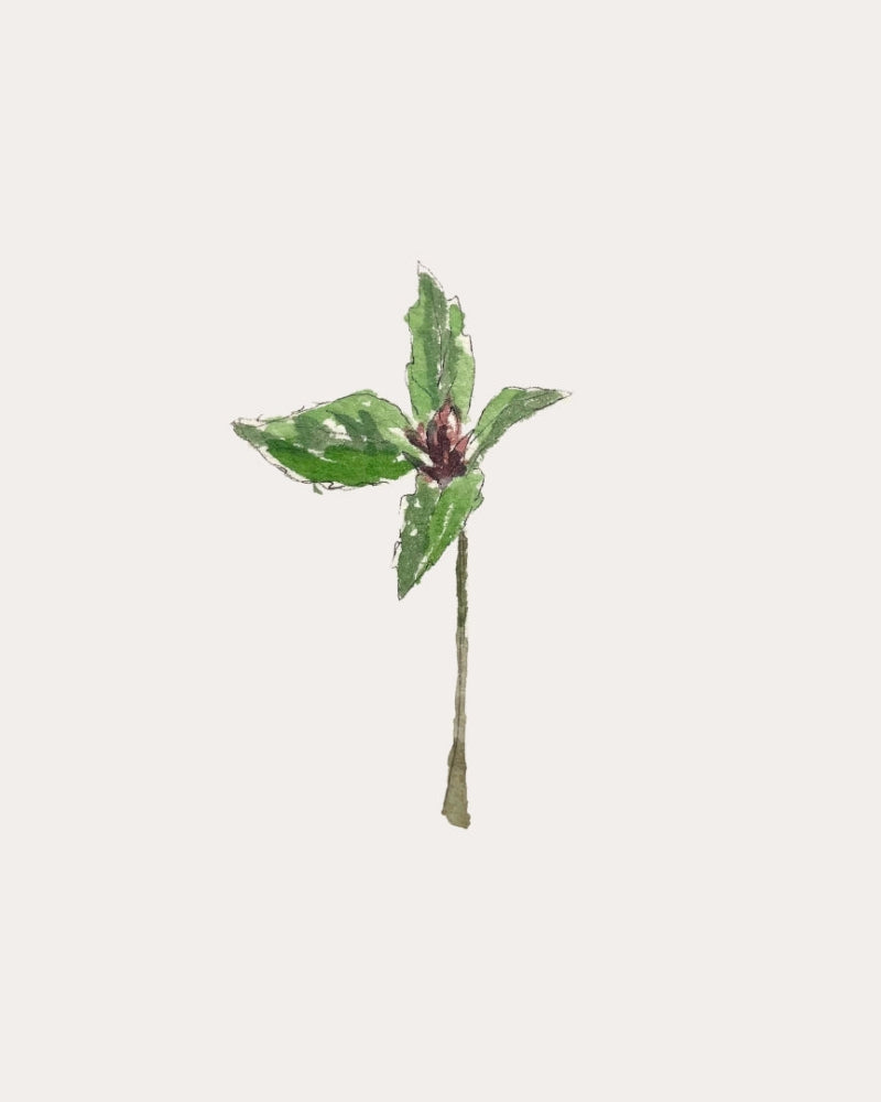 Asian Basil Cinnamon