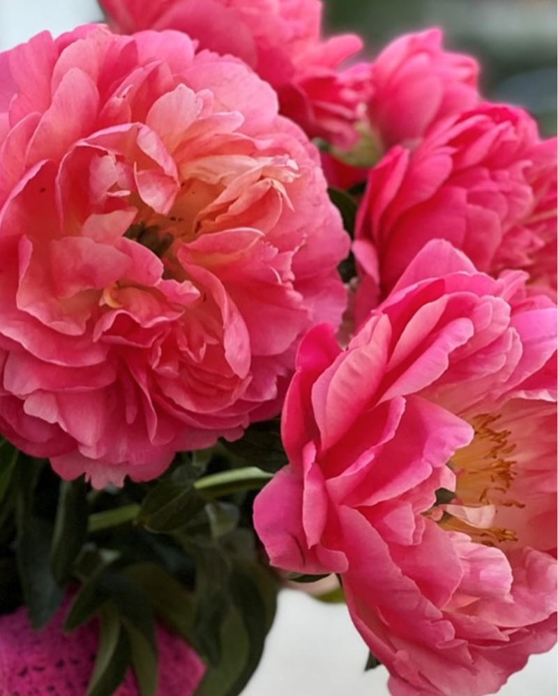 Close-up of bright pink peony flowers with a blurred background