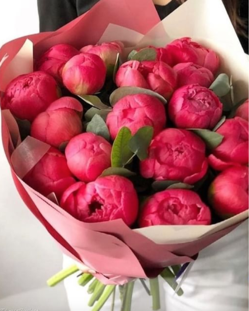 Bouquet of pink peony flowers wrapped in red paper on a white background