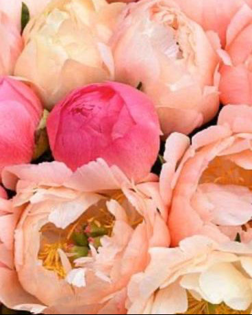 Close-up of pink and peach-colored peony flowers with a soft focus background