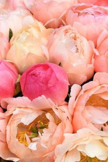 Peony Coral Sunset