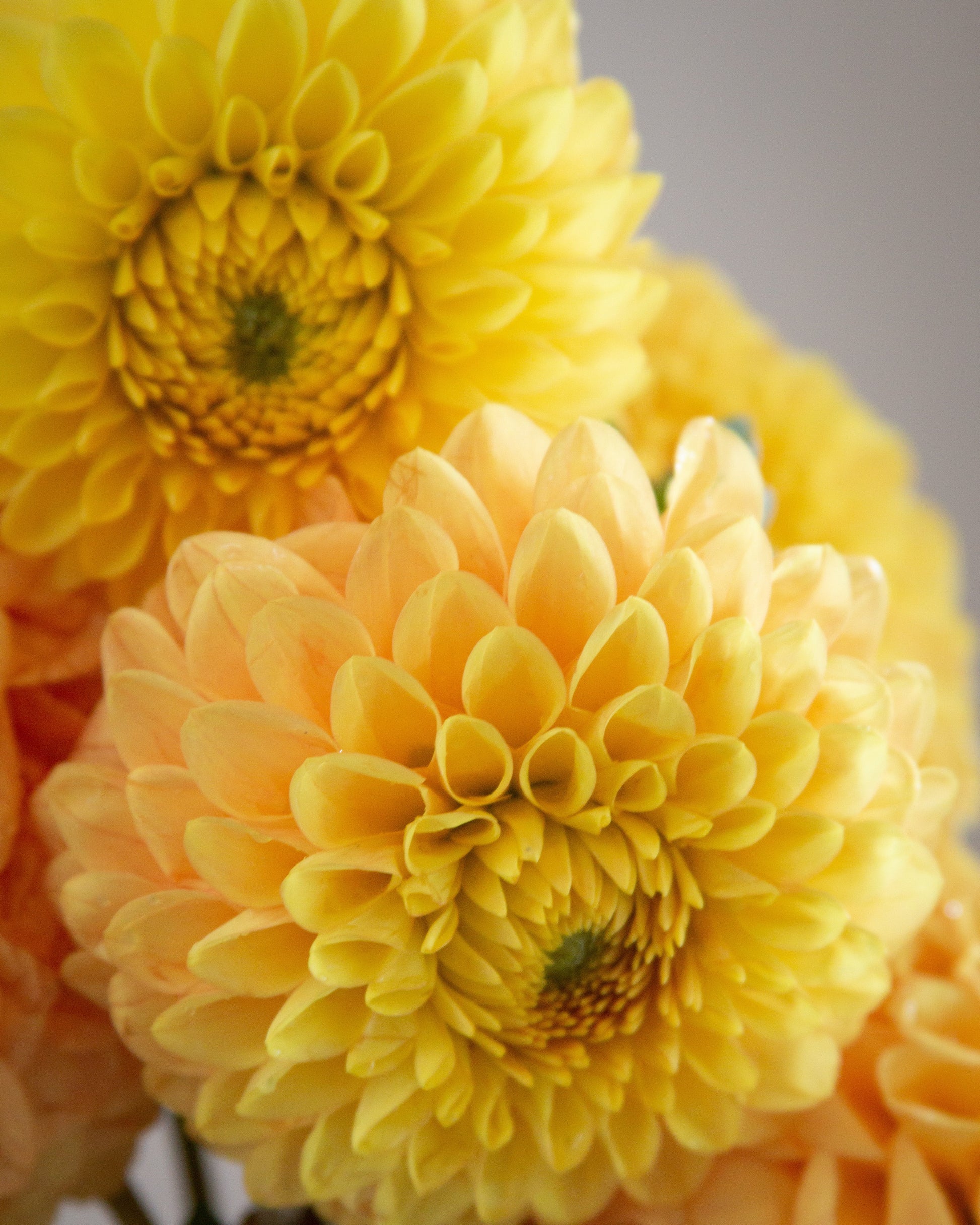 Close-up of yellow and peach-colored flowers with a blurred background