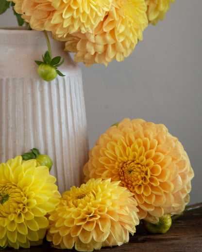 Yellow flowers in a white vase on a wooden surface with a gray background