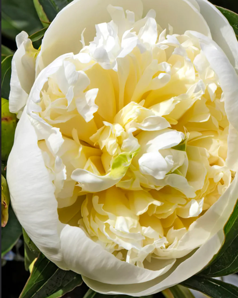 Close-up of a white and yellow peony flower with green leaves