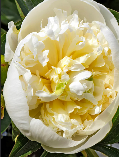 Peony Duchesse de Nemours