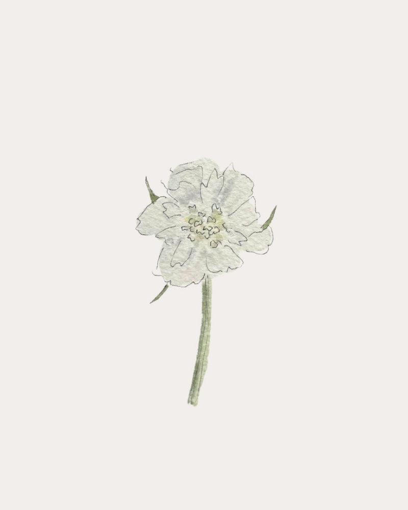 Scabiosa Fama White