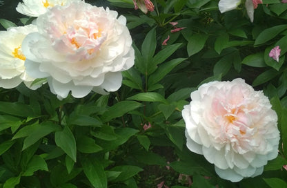 Peony Gardenia