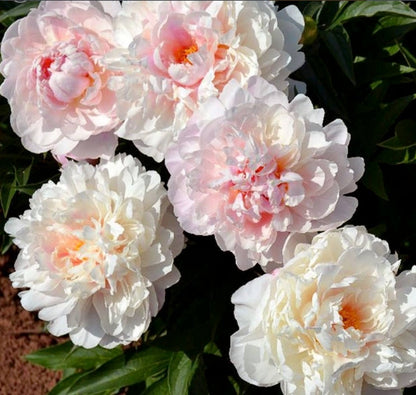 Peony Gardenia