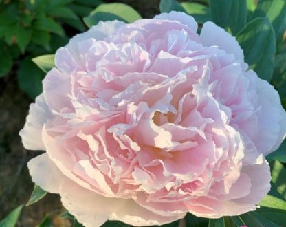 Peony Gardenia