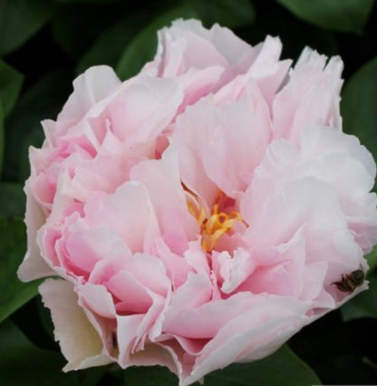 Peony Mother's Choice