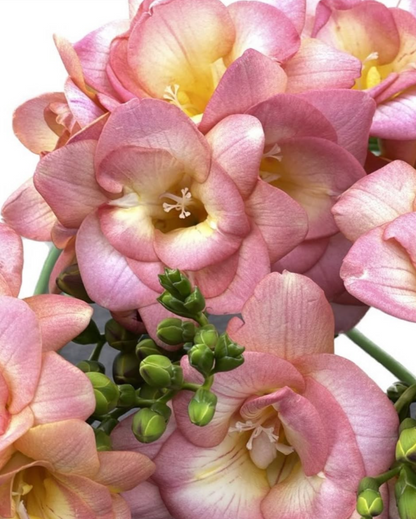 Freesia Peachy Queen