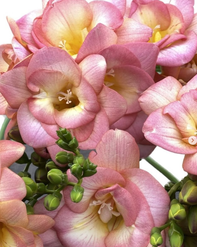 Freesia Peachy Queen