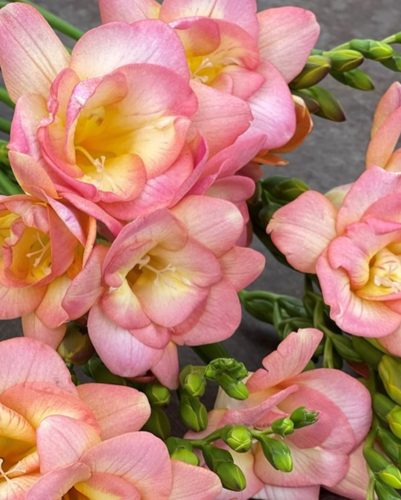 Freesia Peachy Queen