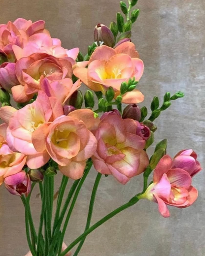 Freesia Peachy Queen