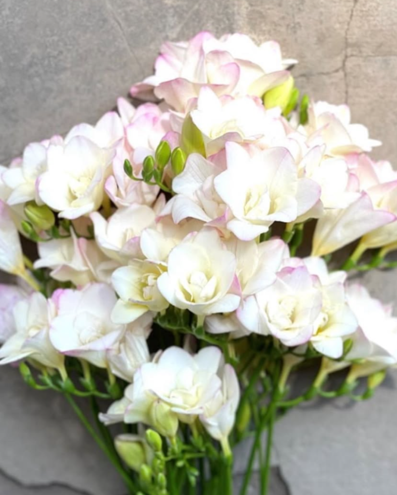 Freesia Starlight