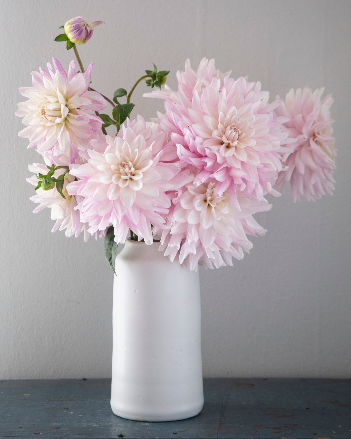 Pink flowers in a white vase against a gray background